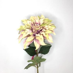 Dahlia