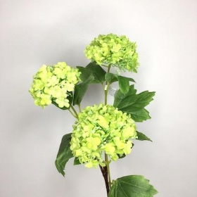 Viburnum