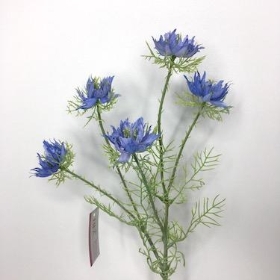 Nigella