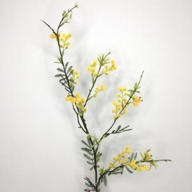 Mimosa