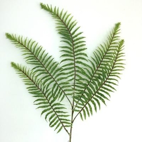 Foliage Stems