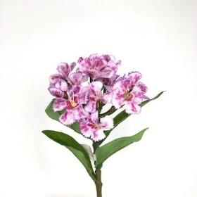 Sweet William