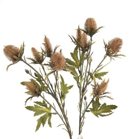 Brown Flowers