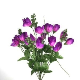 Crocus