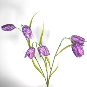 Fritillaria