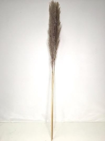 Dried Pampas Grass 120cm x 3