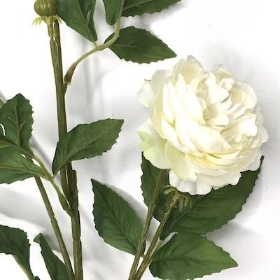 Ivory Ranunculus Spray 68cm