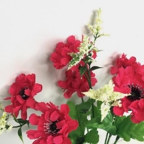 Cerise Scabious Bush 27cm