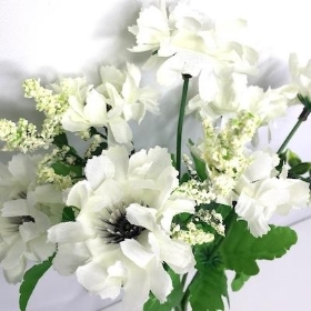 Ivory Scabious Bush 27cm