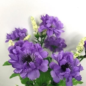 Lilac Scabious Bush 27cm
