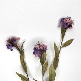 Purple Wild Scabious 53cm