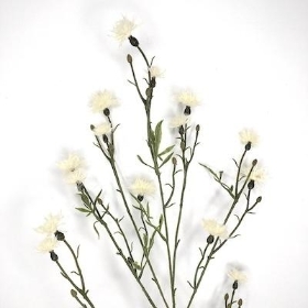 Ivory Thistle 82cm