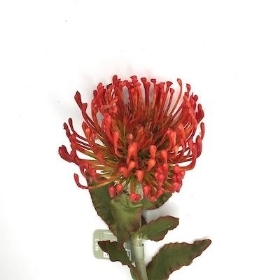 Orange Protea 65cm