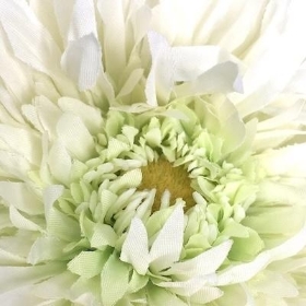 Ivory Spider Gerbera 63cm