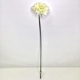 Ivory Spider Gerbera 63cm