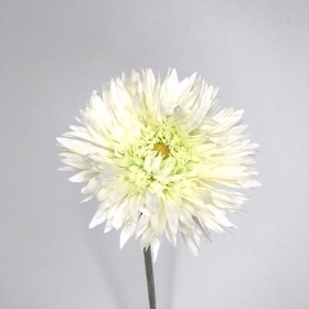 Ivory Spider Gerbera 63cm