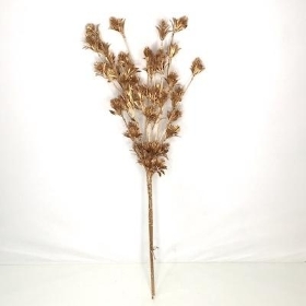 Gold Thistle 80cm x 3 Stems