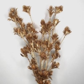 Gold Thistle 80cm x 3 Stems