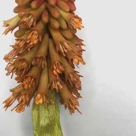 Red Hot Poker 70cm