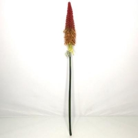 Red Hot Poker 70cm
