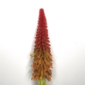 Red Hot Poker 70cm