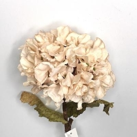 Oyster Dried Hydrangea 51cm