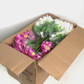48 x Assorted Cosmos Bush 31cm