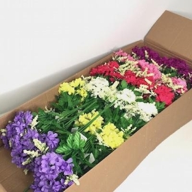 36 x Assorted Scabious Bush 27cm