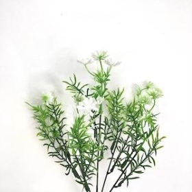 48 x Phlox Bush 31cm
