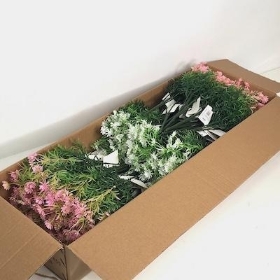 48 x Phlox Bush 31cm
