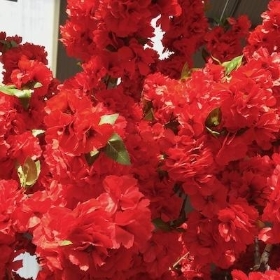 Red Blossom Canopy Tree 320cm