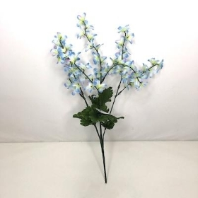 Blue Forsythia Bush 40cm