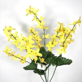 Yellow Forsythia Bush 40cm