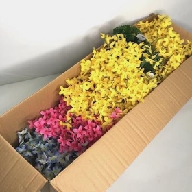 48 x Assorted Forsythia Bush 40cm