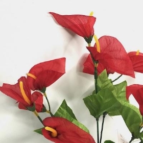 Red Calla Lily Bush 34cm