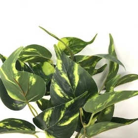 Green Philodendron Bush 27cm