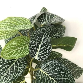 Green Fittonia Bush 25cm