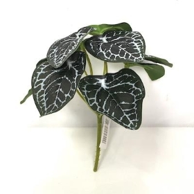 Variegated Begonia Bush 17cm