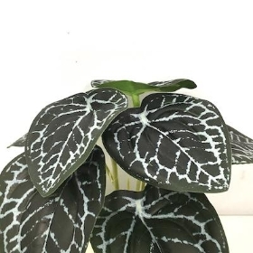Variegated Begonia Bush 17cm