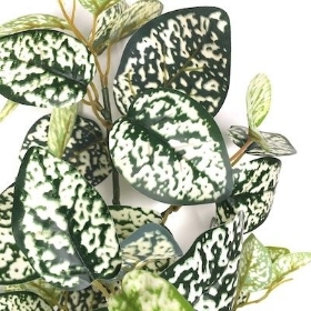 Variegated Hypoestes Stem 71cm