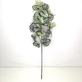 Variegated Hypoestes Stem 71cm