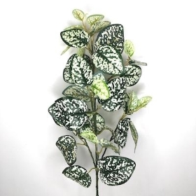 Variegated Hypoestes Stem 71cm