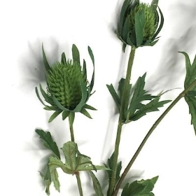 Green Thistle Spray 64cm