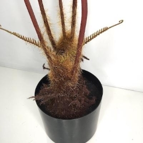 Green Tree Fern 150cm