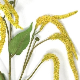 Yellow Catkin 66cm