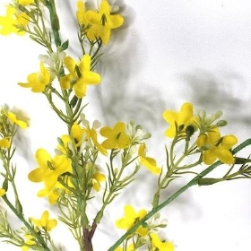 Yellow Waxflower Spray 86cm