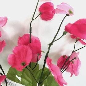 Cerise Sweetpea Bush 36cm