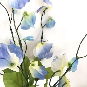 Blue Sweetpea Bush 36cm