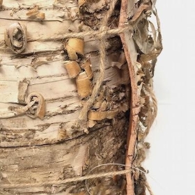 Birch Bark Roll 3m