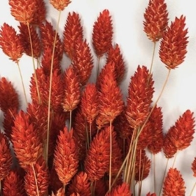 Dried Burnt Orange Phalaris 65cm